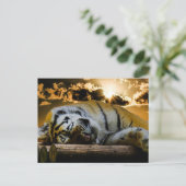 tijger briefkaart (Staand voorkant)