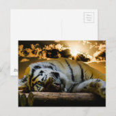 tijger briefkaart (Voorkant / Achterkant)