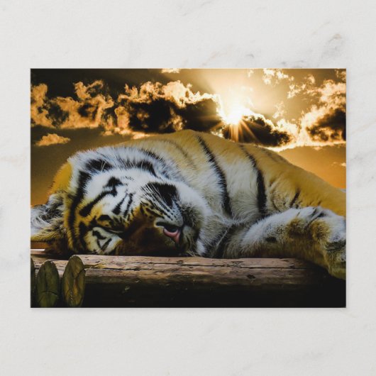 tijger briefkaart (Voorkant)