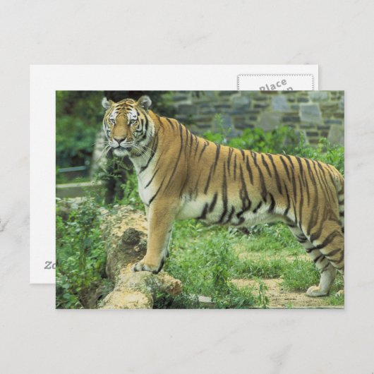 tijger briefkaart (Voorkant / Achterkant)