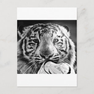 tijger briefkaart
