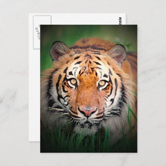 tijger briefkaart (Voorkant / Achterkant)