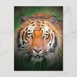 tijger briefkaart