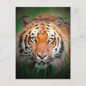 tijger briefkaart (Voorkant)