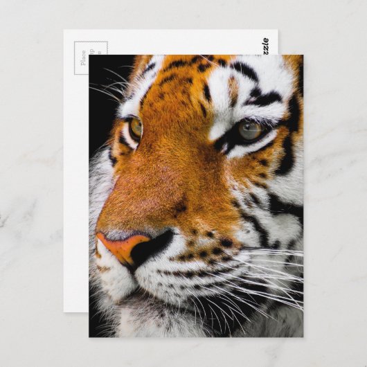 tijger briefkaart (Voorkant / Achterkant)