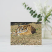 tijger briefkaart (Staand voorkant)