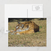 tijger briefkaart (Voorkant / Achterkant)