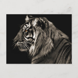 tijger briefkaart