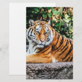 tijger briefpapier (Voorkant / Achterkant)