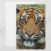 tijger briefpapier (Voorkant / Achterkant)