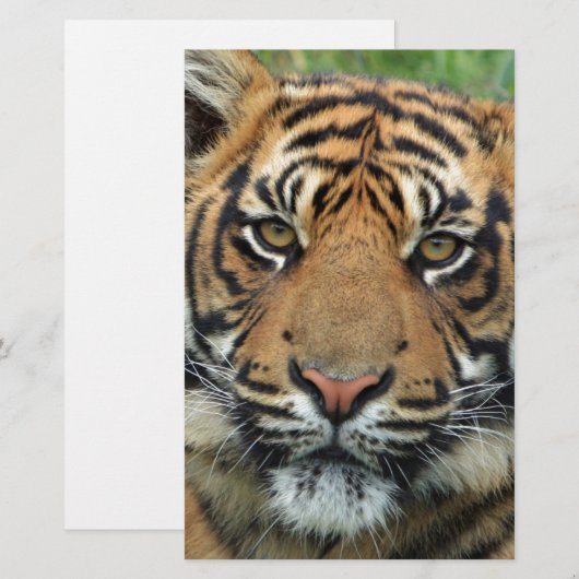 tijger briefpapier (Voorkant / Achterkant)