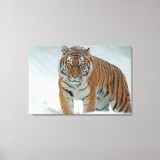 tijger canvas afdruk (Voorkant)