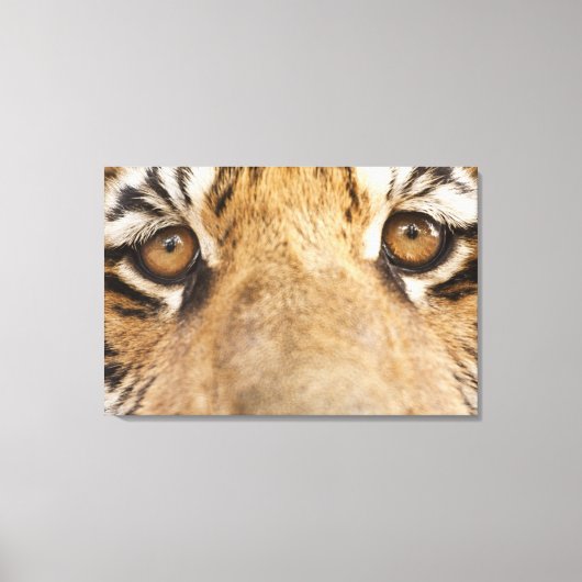 tijger canvas afdruk (Voorkant)