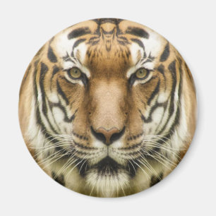 Tijger Close-Up magneet