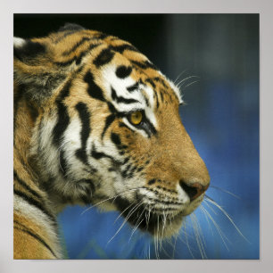 Tijger CloseUp Zijaanzicht Foto Poster