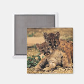 Tijger Cubs magneet (Voorkant / Achterkant)