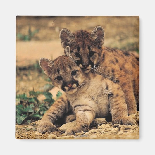 Tijger Cubs magneet (Voorkant)