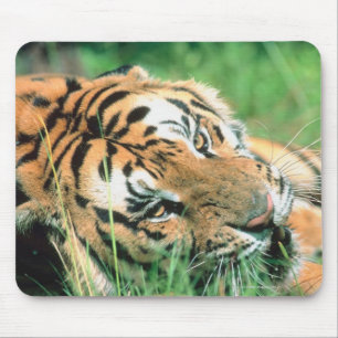 Tijger die in gras ligt muismat