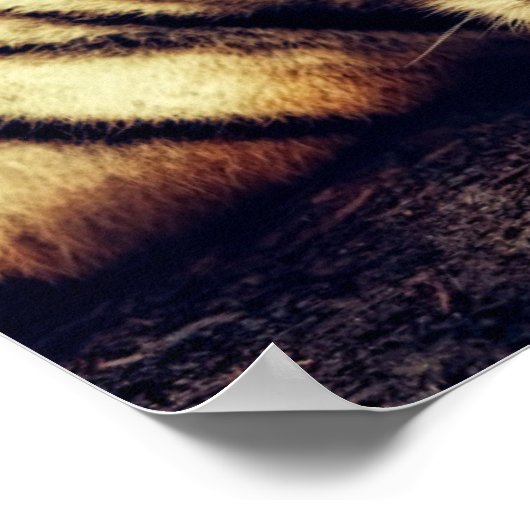 Tijger die je kijkt poster (Hoek)