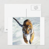 Tijger die sneeuwt briefkaart (Voorkant / Achterkant)