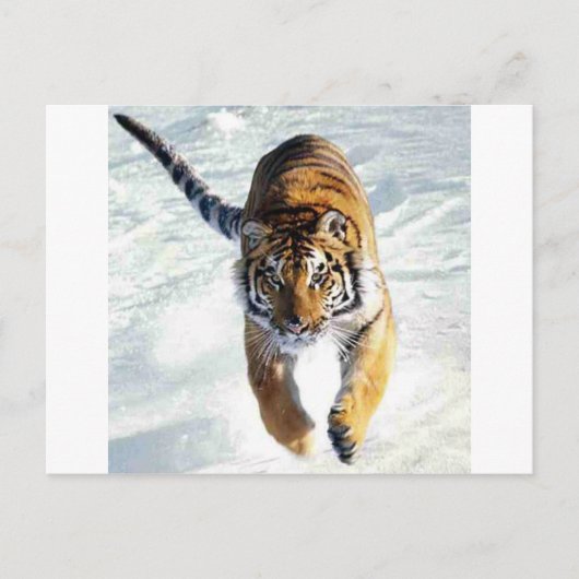 Tijger die sneeuwt briefkaart (Voorkant)