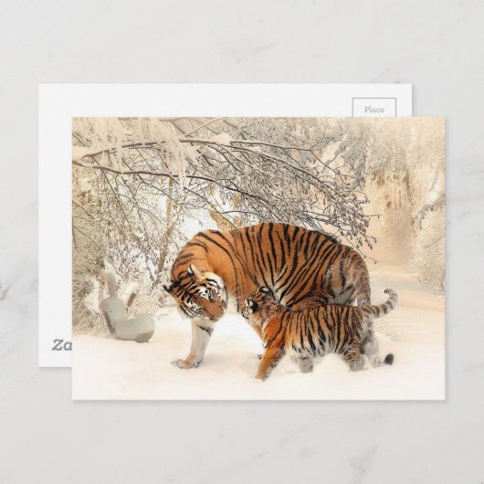 Tijger en Cub Briefkaart (Voorkant / Achterkant)