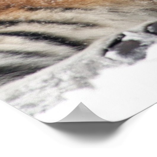 tijger- en hanghuggen poster (Hoek)