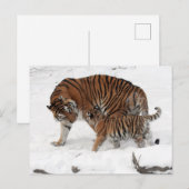 Tijger en sneeuw in de sneeuw briefkaart (Voorkant / Achterkant)