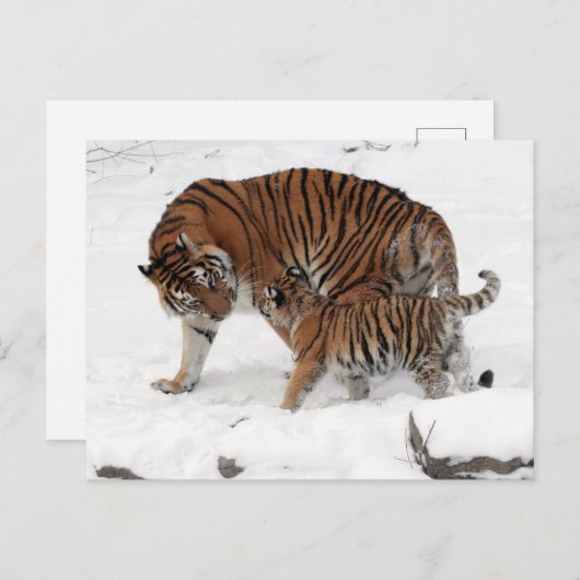 Tijger en sneeuw in de sneeuw briefkaart (Voorkant / Achterkant)
