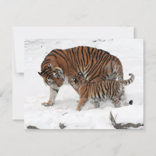 Tijger en sneeuw in de sneeuw briefkaart