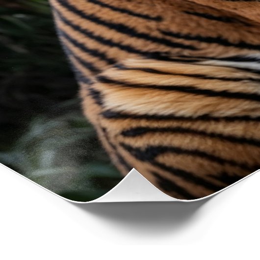 Tijger en tempel perfect poster (Hoek)