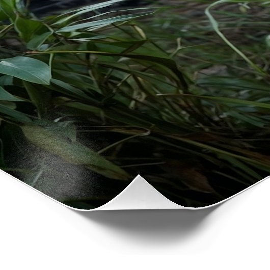 Tijger en tempel perfect poster (Hoek)