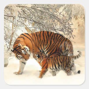 Tijger en welp, winterse scène, vierkante sticker