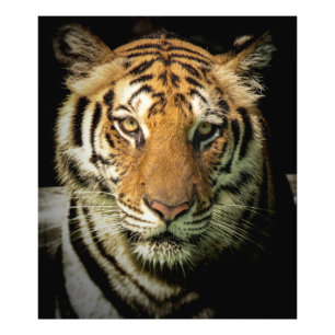 tijger foto afdruk
