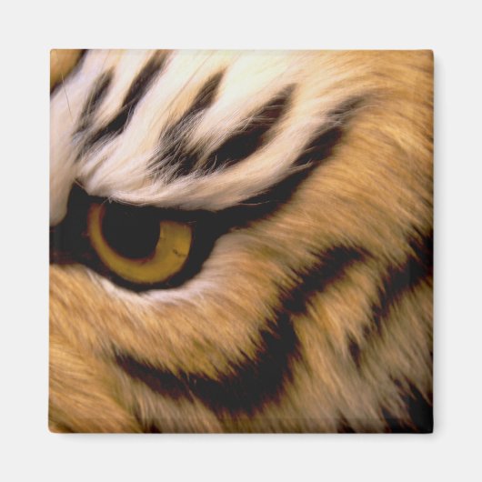 Tijger foto vierkante magneet (Voorkant)
