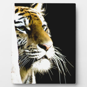 tijger fotoplaat