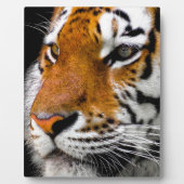 tijger fotoplaat (Voorkant)