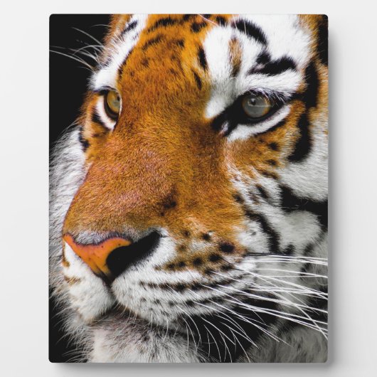 tijger fotoplaat (Voorkant)