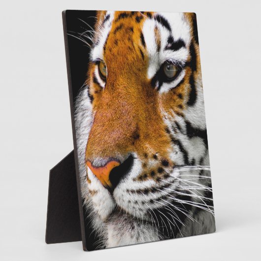 tijger fotoplaat (Zijkant)