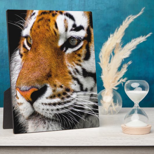 tijger fotoplaat (Zijkant)