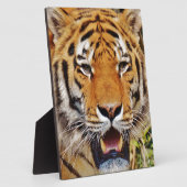 tijger fotoplaat (Zijkant)