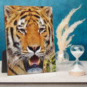 tijger fotoplaat (Zijkant)