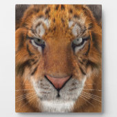 Tijger Fotoplaat (Voorkant)