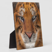 Tijger Fotoplaat (Zijkant)