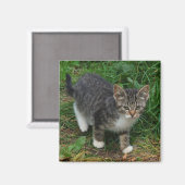 Tijger gestreepte kitten magneet (Voorkant / Achterkant)