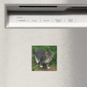 Tijger gestreepte kitten magneet (Insitu (Vaatwasser))