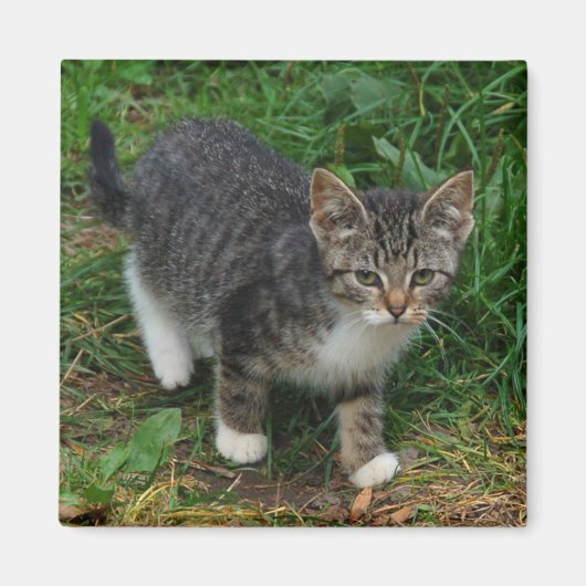 Tijger gestreepte kitten magneet (Voorkant)