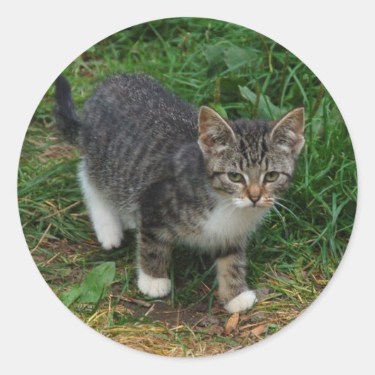 Tijger gestreepte kitten Stickers (Voorkant)