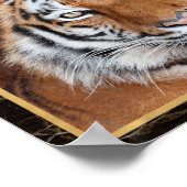 Tijger Gezicht Foto Afbeelding Print Poster (Hoek)