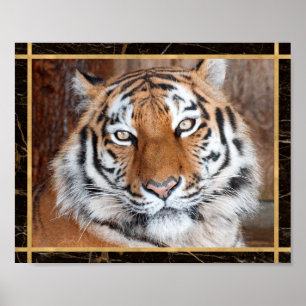 Tijger Gezicht Foto Afbeelding Print Poster